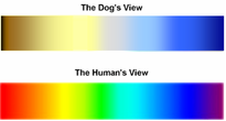 Dog Vision