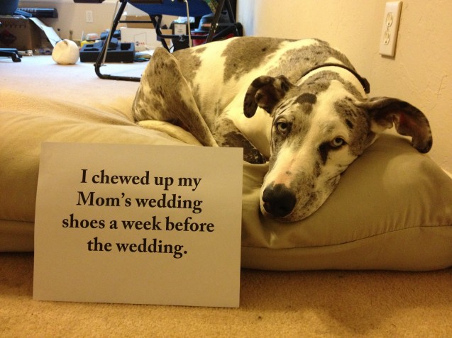 Shaming Chewed Wedding Shoes 2013