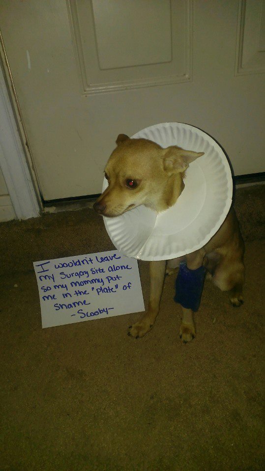 Shaming Paper Plate 2013