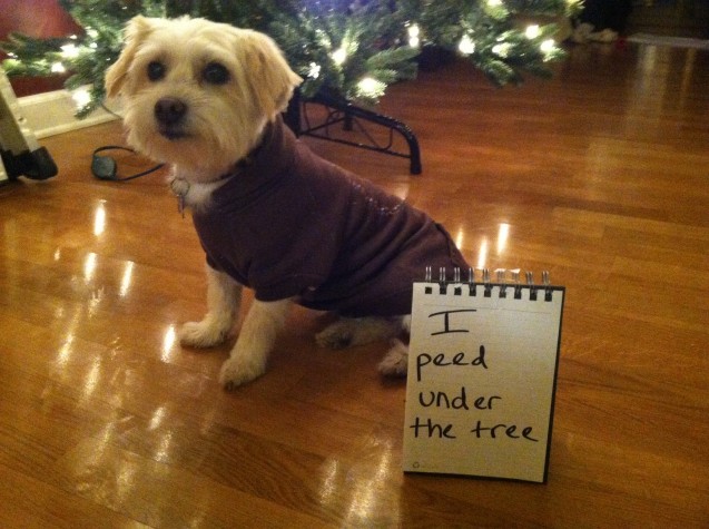 Shaming Peed Under Tree 2013