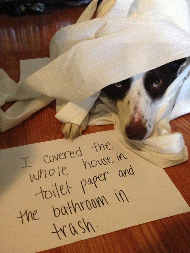 Shaming Toilet Paper 2013