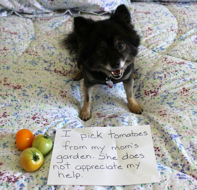 Shaming Tomatoes 2013