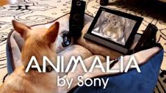 animalia