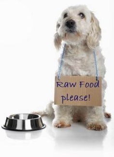 Dog with Raw Food Please Sign 236