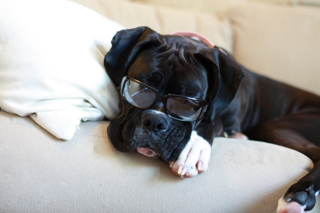 Black Boxer with Glasses 1024