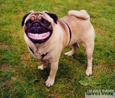 dog pug smiling