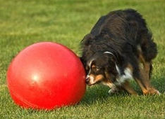 Boomer Ball & Dog