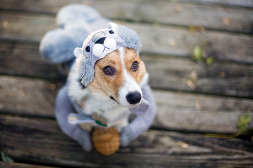 GettyImages halloween Squirrel