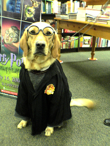 Halloween Harry Potter