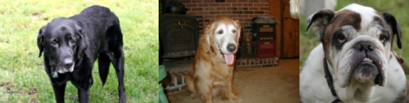 Senior Dogs 2