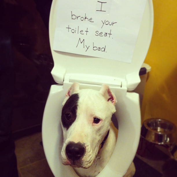 Shaming Toilet Seat