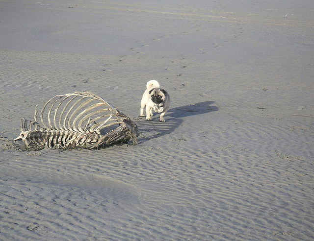 Pug at Beach with Skeleton Carcass Andrew Becraft Flickr