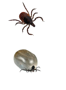 ticks and engorged