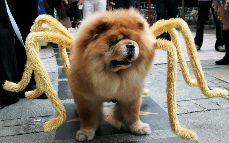 Chow Spider Halloween