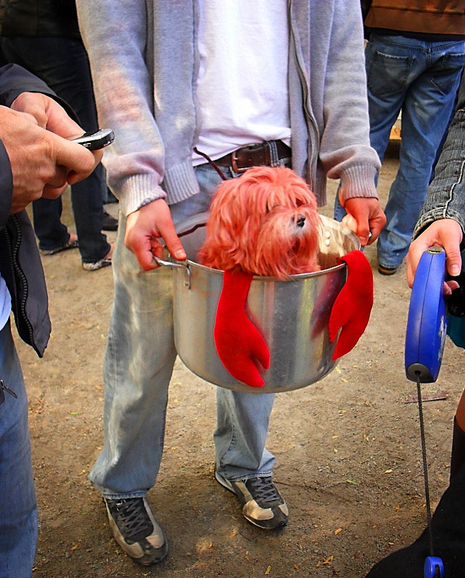 Lobster Dog Halloween