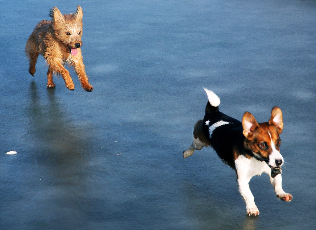 Mutt Chasing Beagle on Wet Sand 1024