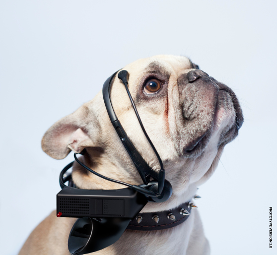 Dog Language Translator | Essentially Dogs