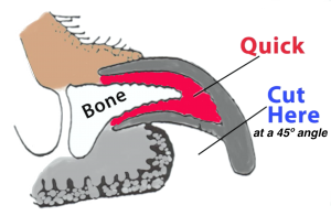 Learn How to Trim Your Dog's Nails | Essentially Dogs