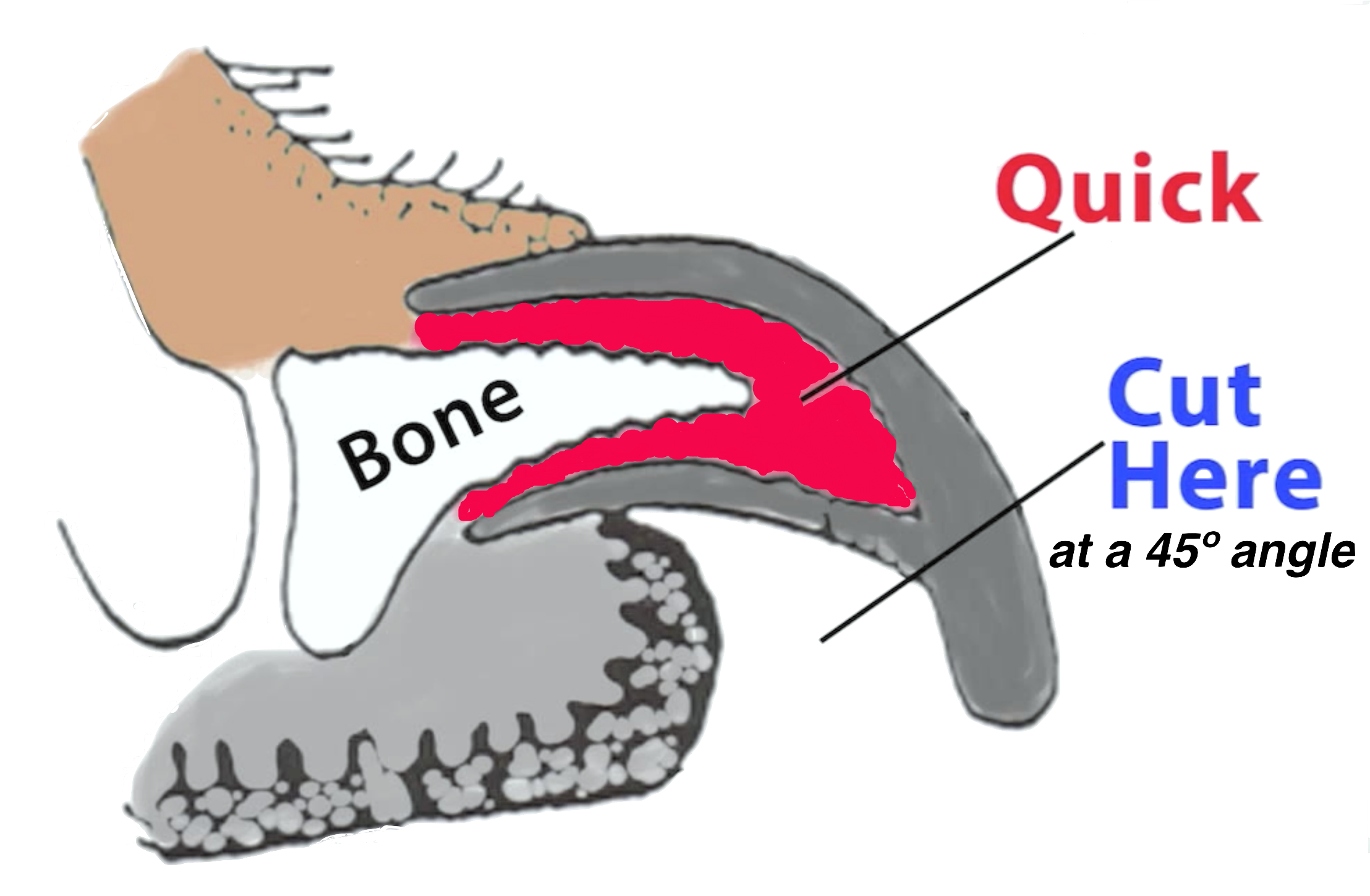 Cos - Chapter 9 Nail Structure and Growth | PDF | Nail (Anatomy) | Skin