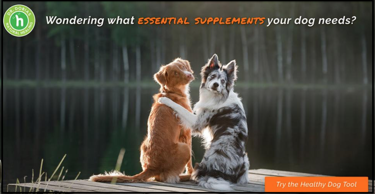 Fabulous natural whole food supplements for your dog Essentially