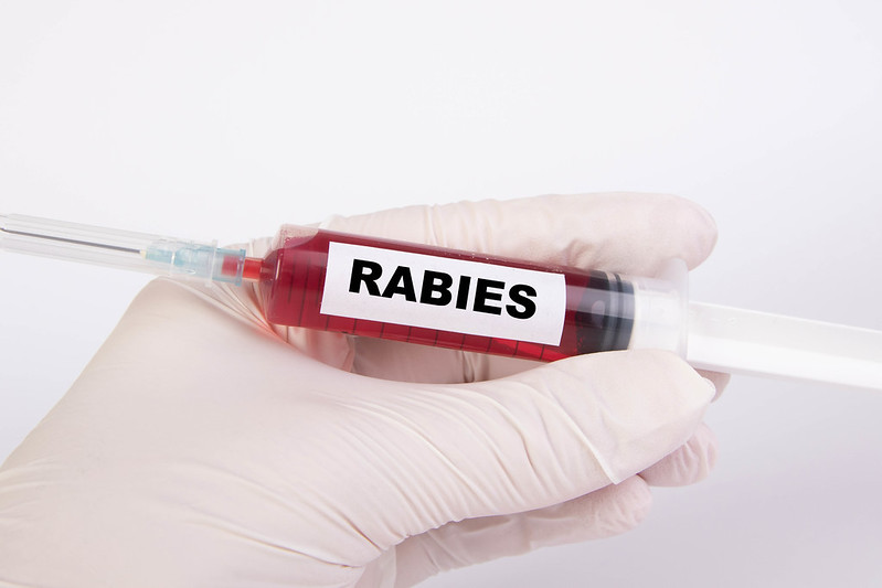 Rabies Challenge Results How Long The Vaccine Really Lasts