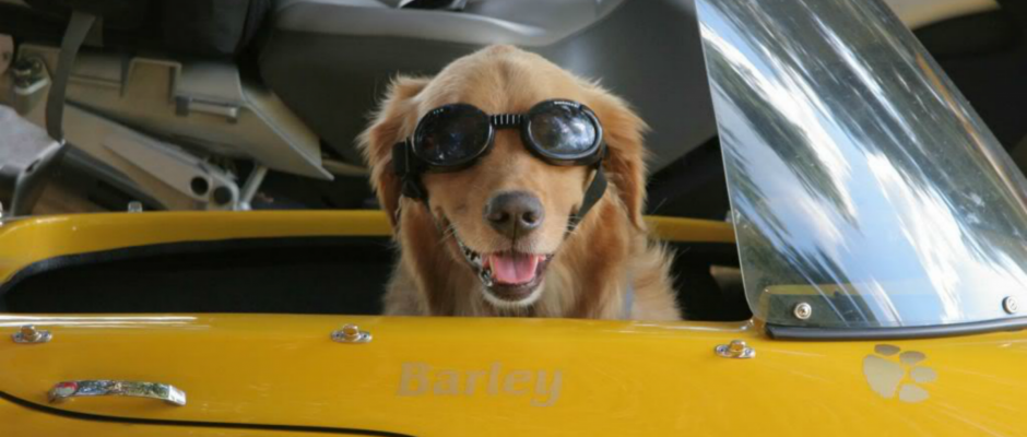 Golden with Goggles in Yellow Motorcycle Sidecar